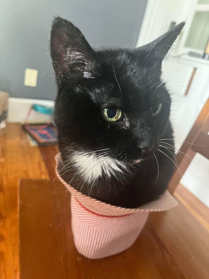 Black and white cat sitting snugly inside a small striped fabric hat on a wooden table indoors.
