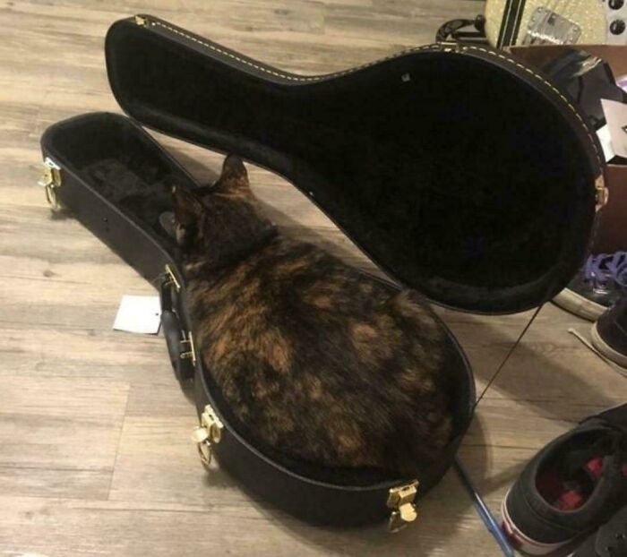 Cat fitting snugly inside an open guitar case on a wooden floor, illustrating "If I fits, I sits" humor.