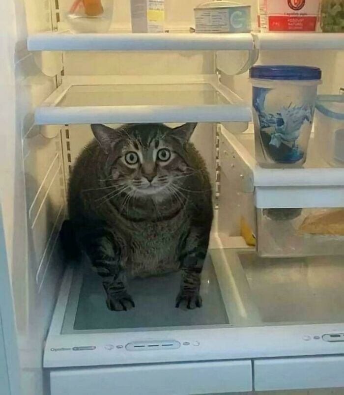 Tabby cat sitting inside a refrigerator, fitting perfectly in the limited space, demonstrating "If I fits, I sits" behavior.