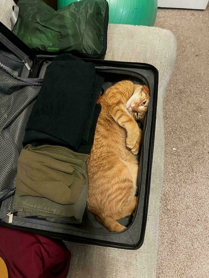 Orange cat curled up inside a partially packed suitcase, demonstrating "If I fits, I sits" behavior with folded clothes nearby.