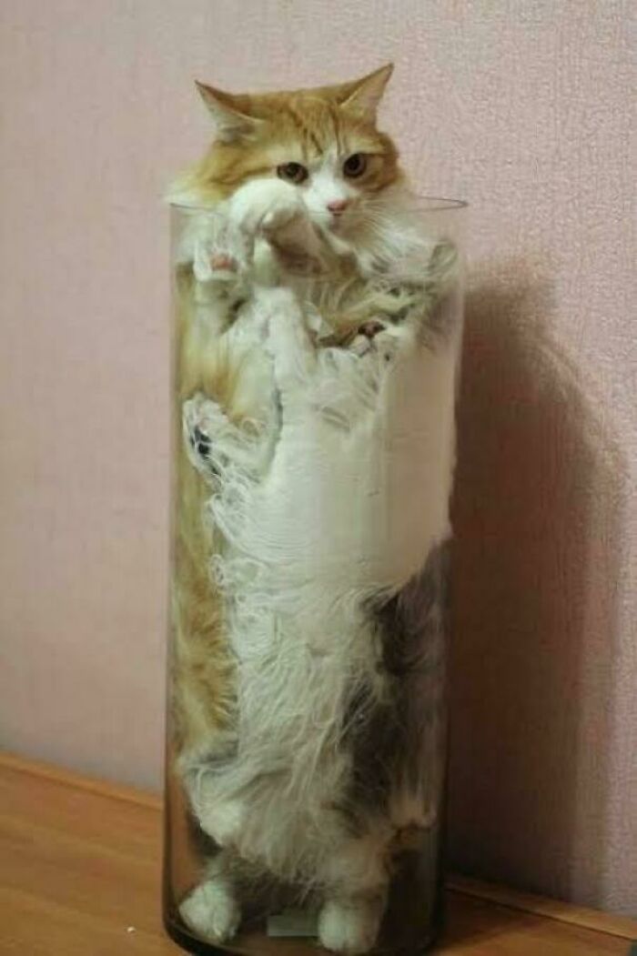 Two cats tightly sitting inside a tall clear glass vase showcasing "If I fits, I sits" behavior.