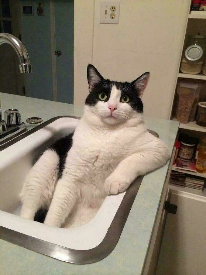 Black and white cat comfortably sitting in a kitchen sink, perfectly fitting the space and looking relaxed.