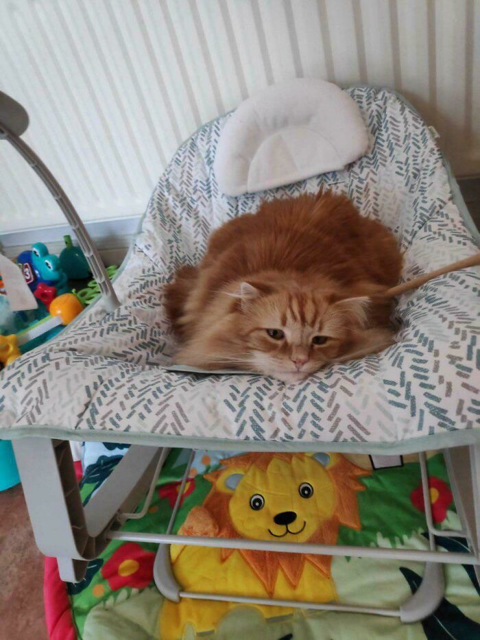 Orange cat sitting comfortably on a patterned seat cushion, illustrating the "If I fits, I sits" behavior indoors.