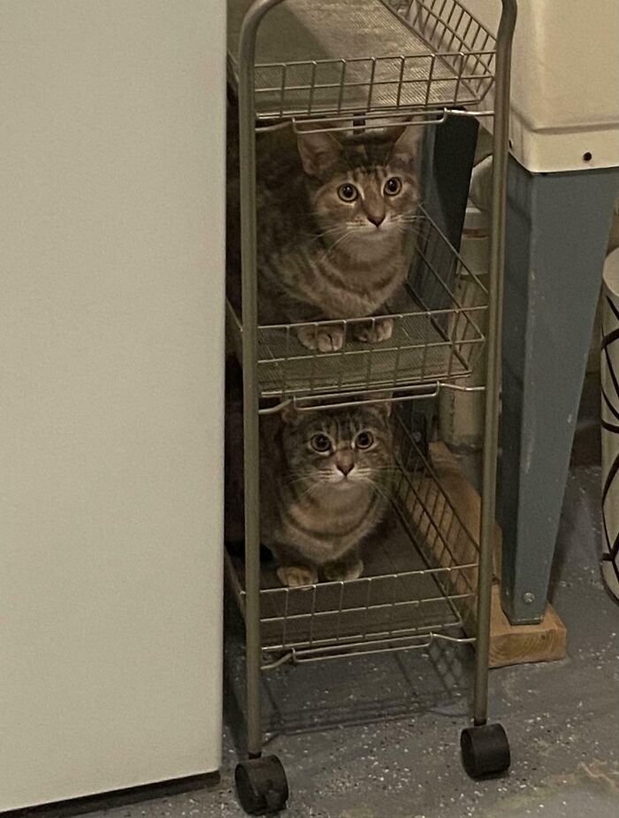 Two cats sitting on separate shelves of a metal cart in a small indoor space, showcasing "If I fits, I sits" behavior.