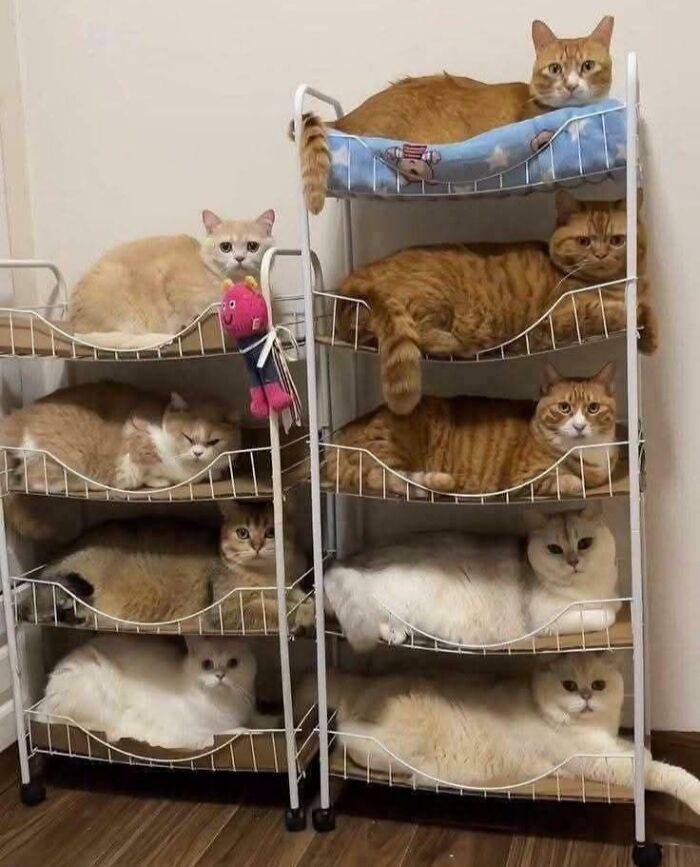 Multiple cats sitting comfortably in small shelves, illustrating "If I fits, I sits" behavior.