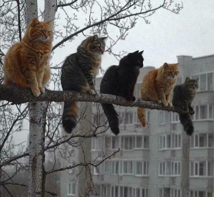 Five cats of different colors sitting closely on a tree branch in an urban setting showing "If I fits, I sits" behavior.
