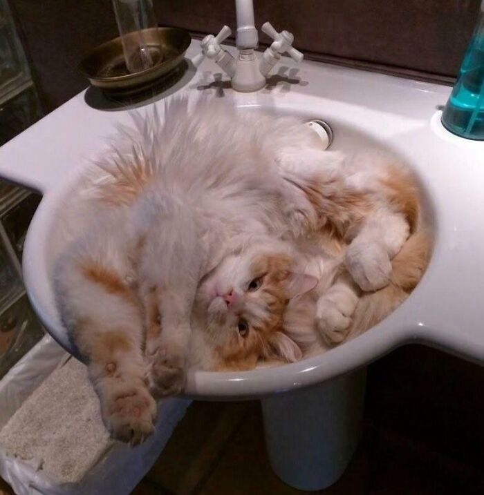 Fluffy orange and white cat curled up comfortably inside a bathroom sink, illustrating the "If I fits, I sits" concept perfectly.