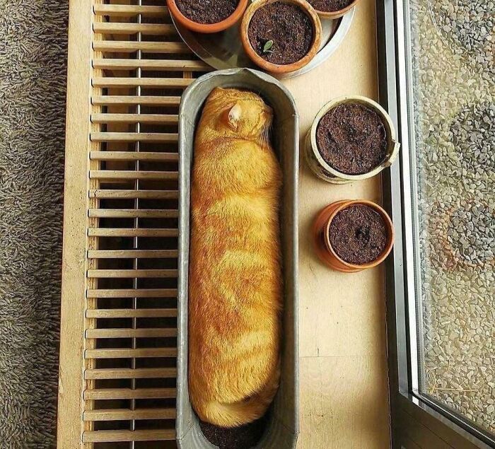 Orange cat snugly sitting in a narrow planter beside potted plants on a sunny windowsill illustrating "If I fits, I sits" humor.