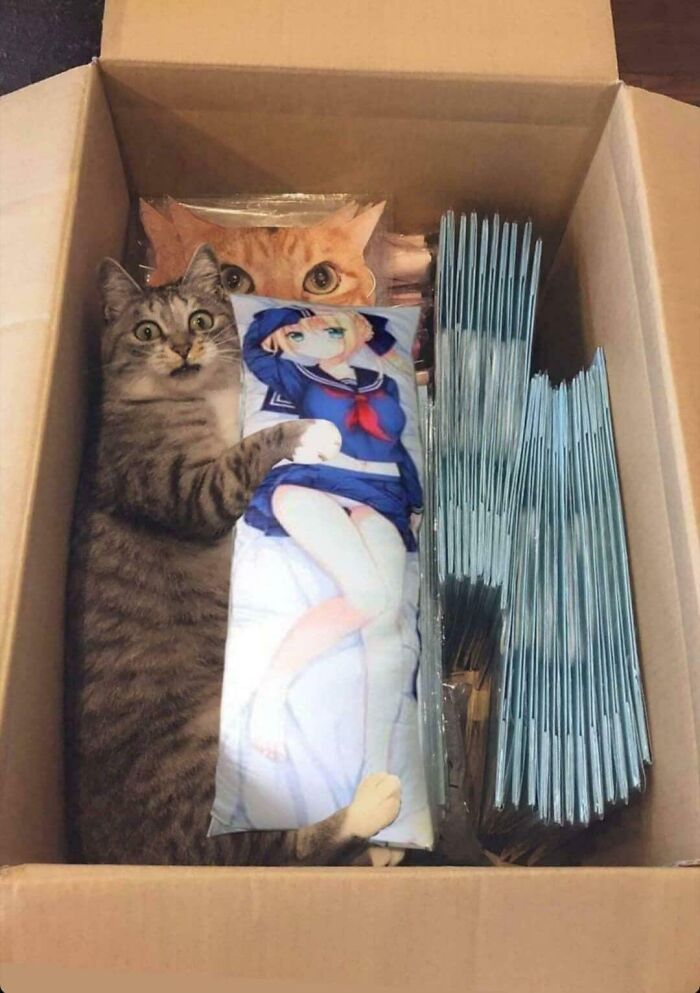 Tabby cat lying inside a box holding an anime pillow, surrounded by packaged cat designs, illustrating "If I fits, I sits" humor.