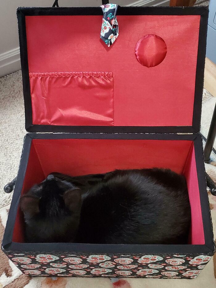 Black cat curled up inside a decorative storage box with red interior, illustrating "If I fits, I sits" humor.
