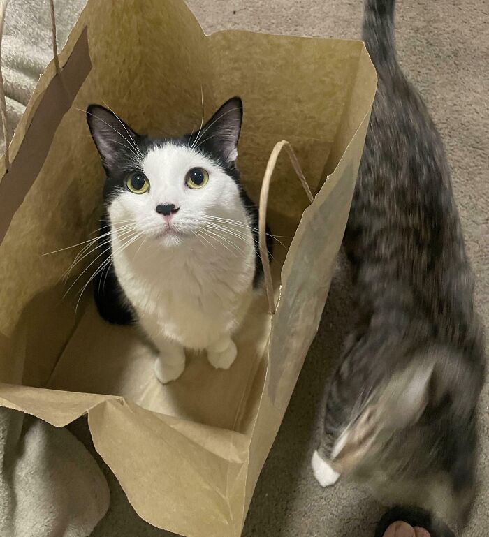 Black and white cat sitting inside a paper bag while a tabby cat walks nearby, capturing "If I fits, I sits" moment.