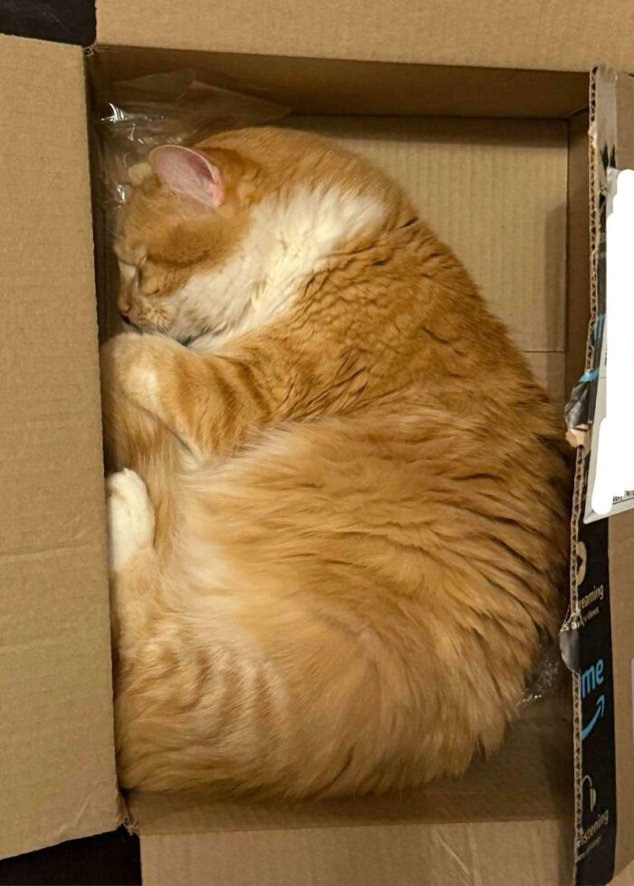 Orange and white cat curled up asleep inside a small cardboard box demonstrating "If I fits, I sits" behavior.