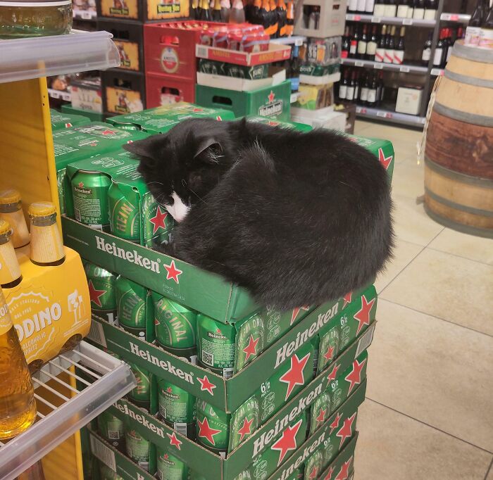 Black and white cat curled up and sleeping on stacked Heineken beer boxes in a store, fitting perfectly in the small space.
