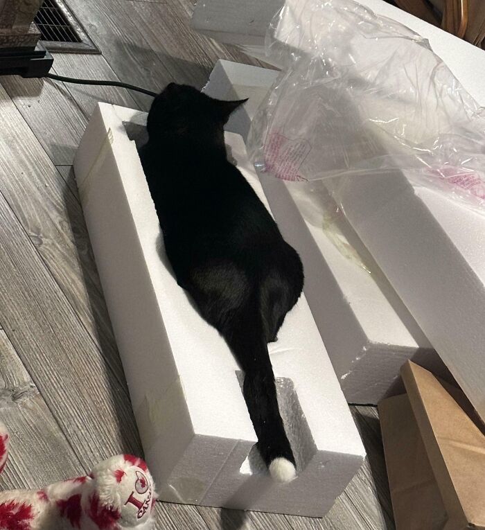 Black cat sitting snugly in a narrow foam box on a wooden floor, illustrating "If I fits, I sits" humor.