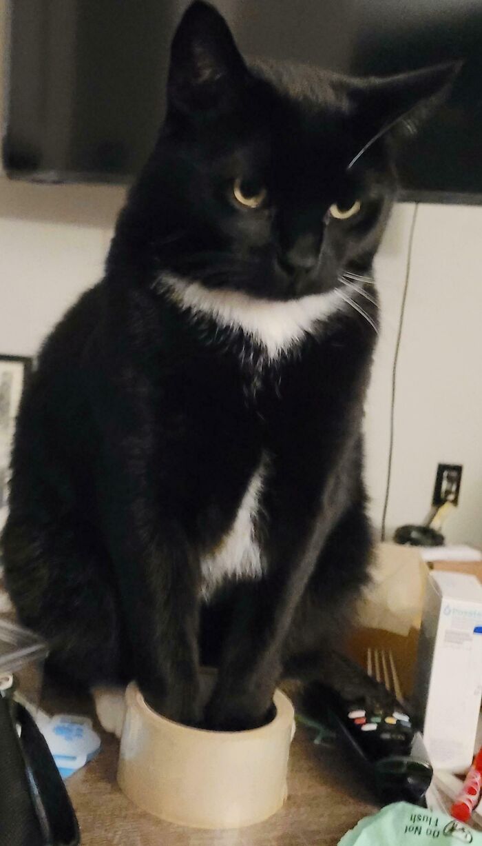 Black and white cat sitting inside a small container, illustrating "If I fits, I sits" behavior on a cluttered surface.