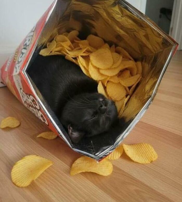 Black cat sleeping comfortably inside a chip bag surrounded by potato chips, illustrating "If I fits, I sits" behavior.