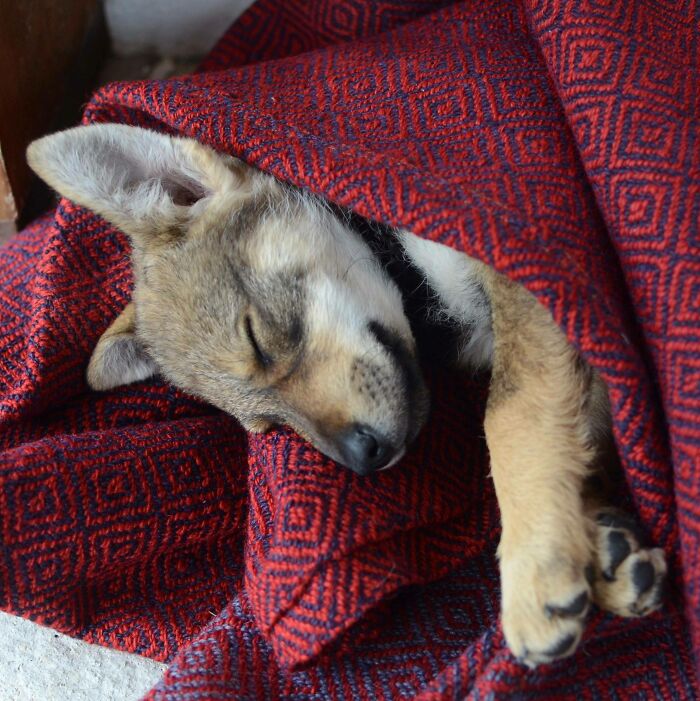 Sleeping puppy wrapped in a red patterned blanket, enjoying a cozy nap, one of many animals enjoying a nap.