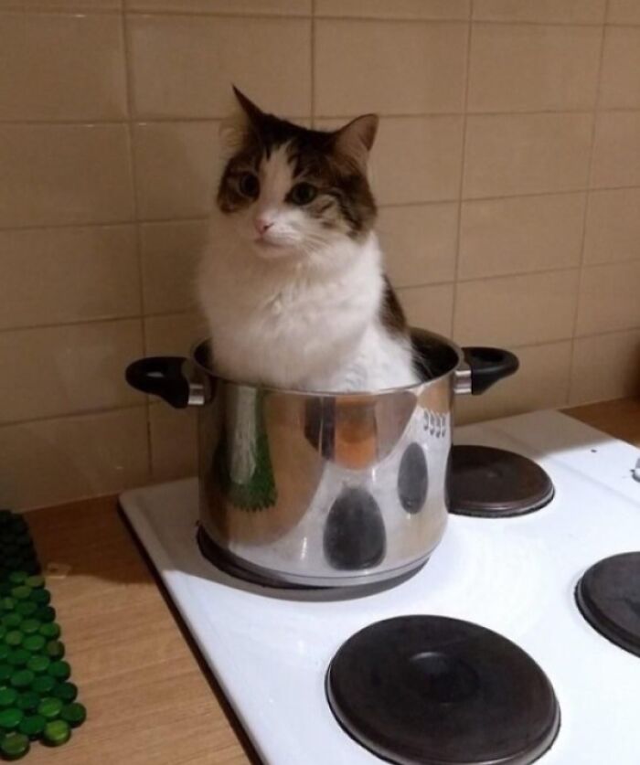 Cat sitting inside a cooking pot on a stove, demonstrating "If I fits, I sits" behavior in a kitchen setting.