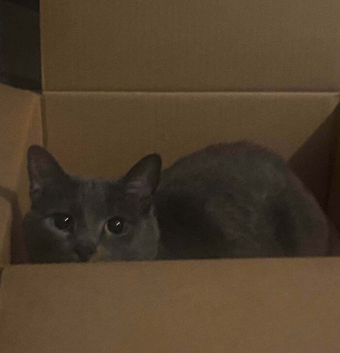 Gray cat sitting inside a cardboard box, illustrating "If I fits, I sits" behavior with curious wide eyes.