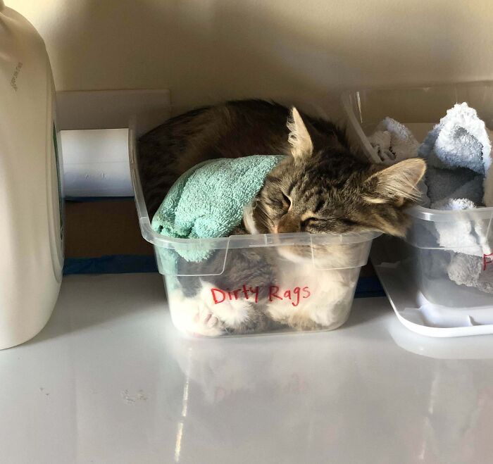 Tabby cat sleeping curled up inside a plastic container labeled Dirty Rags, illustrating "If I fits, I sits" behavior.