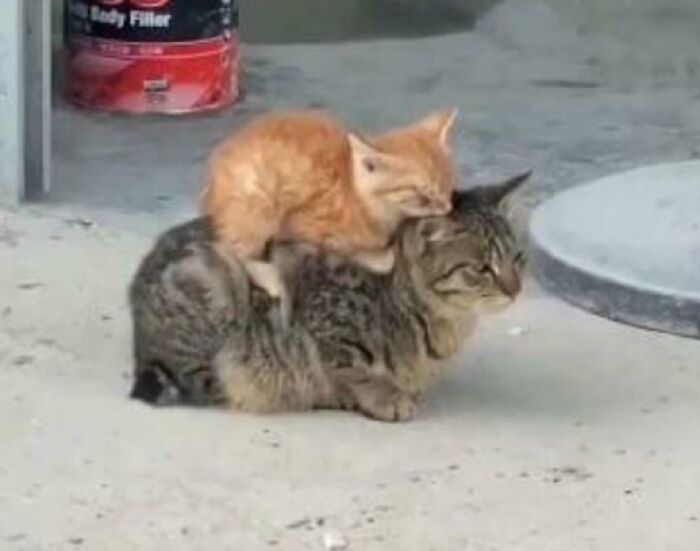 Two cats showing "If I fits, I sits" behavior, with a small orange kitten sitting on top of a larger tabby cat.