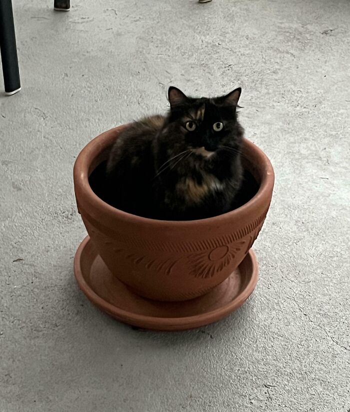 Tortoiseshell cat sitting inside a large empty terracotta flowerpot on a concrete floor illustrating "If I fits, I sits" behavior.