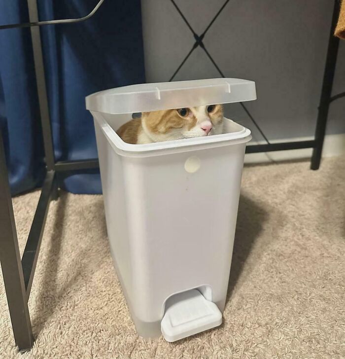 Orange and white cat sitting inside a white trash bin with the lid partially closed, illustrating "If I fits, I sits" humor.