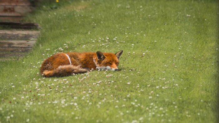 A red fox peacefully enjoying a nap on a green grassy field dotted with small white flowers.