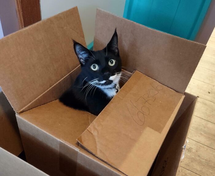 Black and white cat sitting inside a cardboard box illustrating the "If I fits, I sits" concept with wide eyes.