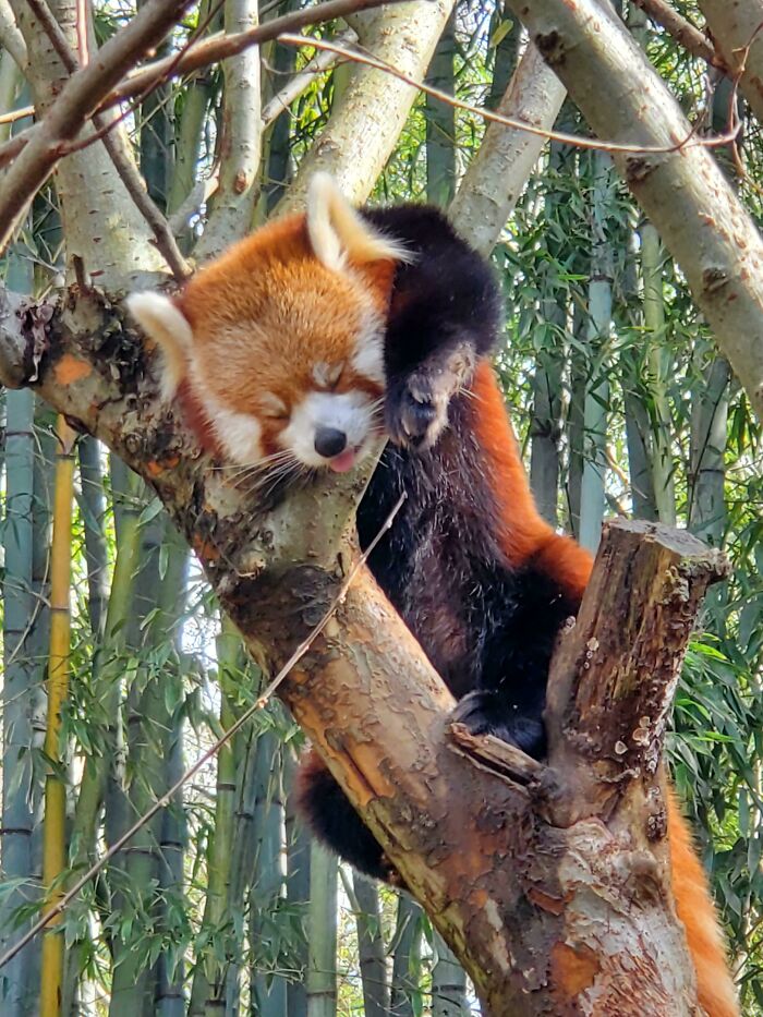 Red panda enjoying a nap curled up on a tree branch surrounded by bamboo in a peaceful natural setting.