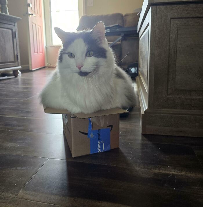 Fluffy white and gray cat sitting snugly inside a small cardboard box on a wooden floor indoors.