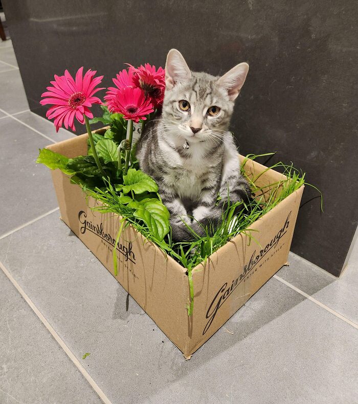 Gray tabby cat sitting in a cardboard box filled with green plants and pink flowers, illustrating "If I fits, I sits" behavior.