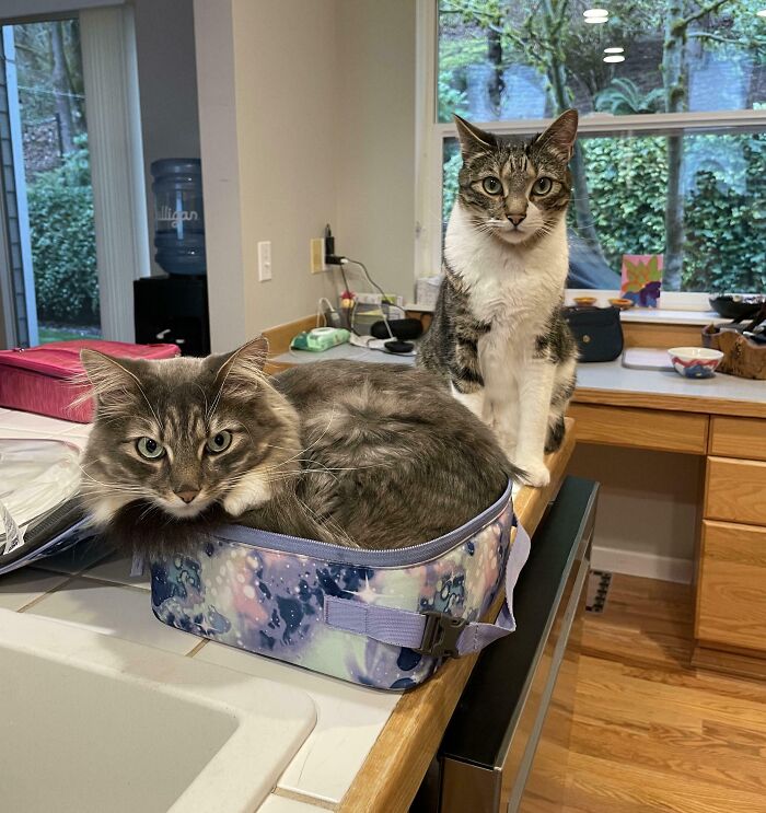 Two cats sitting on a kitchen counter, one curled inside a small bag, showcasing the "If I fits, I sits" behavior.