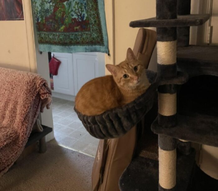 Orange cat sitting snugly in a small hammock attached to a dark-colored cat tree indoors.