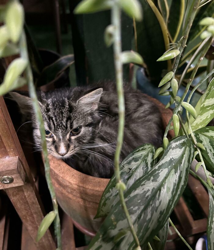 Tabby cat curled up inside a plant pot surrounded by green leafy plants illustrating "If I fits, I sits" behavior.