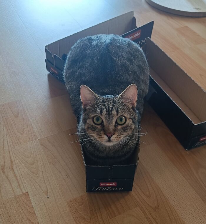 Tabby cat sitting snugly in a small box on a wooden floor, showcasing "If I fits, I sits" behavior.