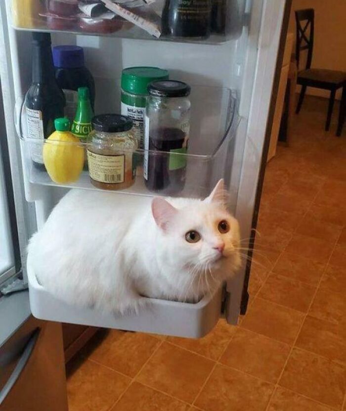 White cat sitting inside a refrigerator door shelf, demonstrating the "If I fits, I sits" behavior in a kitchen setting.
