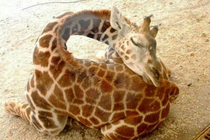 Giraffe peacefully enjoying a nap with its neck curled around its body, showcasing animals enjoying a nap outdoors.