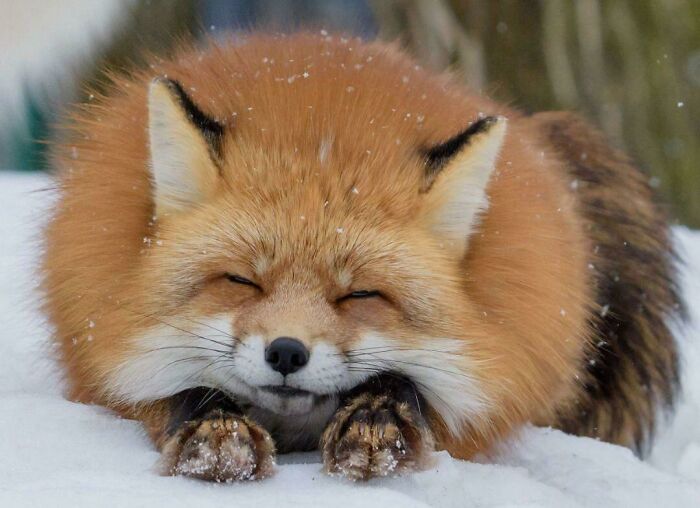 Red fox enjoying a nap in the snow, showcasing animals enjoying a peaceful nap in nature.