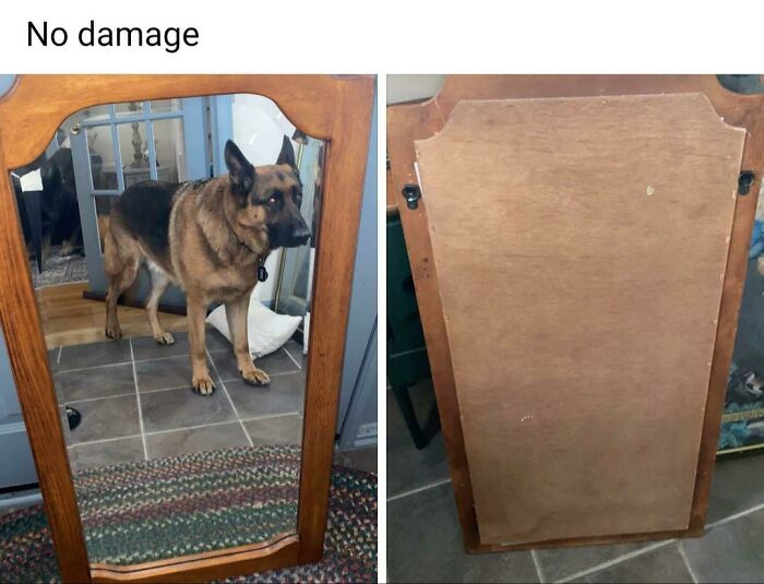 Wood-framed mirror showing a dog's reflection, highlighting hilarious times people tried to sell a mirror with the reflection selling it.