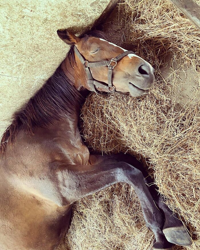 Brown horse enjoying a nap while lying on hay, showcasing animals enjoying a peaceful rest captured by people.