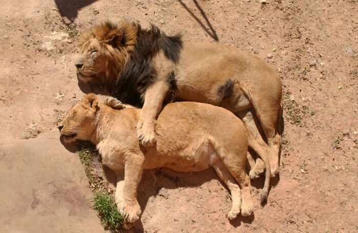 Two lions enjoying a nap together on sandy ground, showing animals relaxing peacefully in nature.
