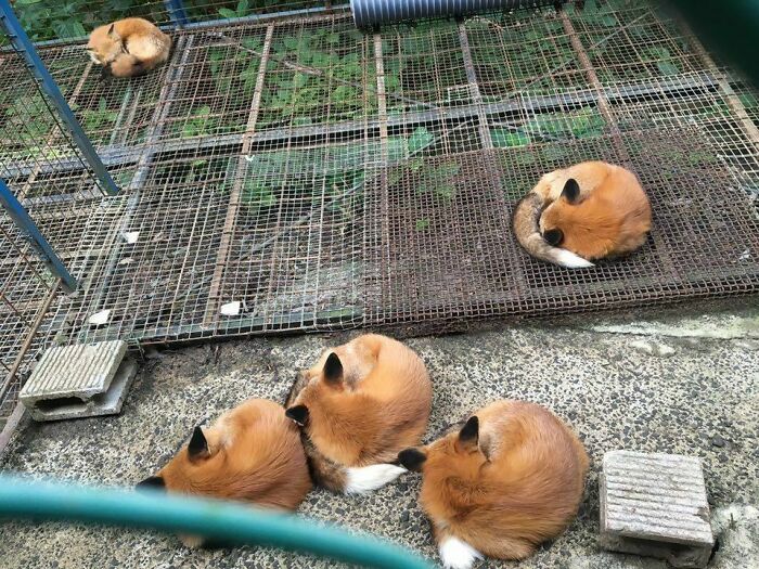 Five foxes curled up and enjoying a nap, peacefully resting in a fenced outdoor area during the day.