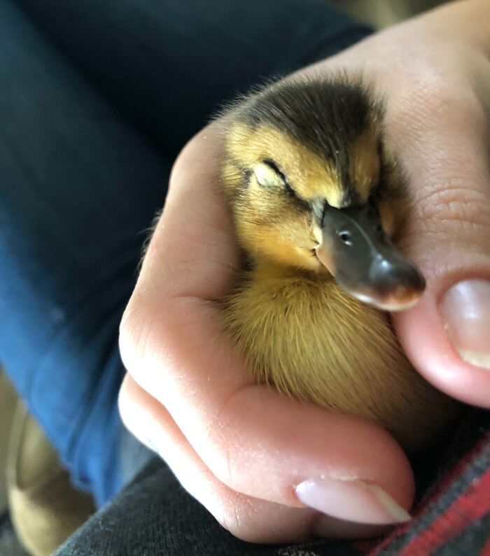 Close-up of an animal enjoying a nap, a small duckling peacefully resting in a person's hand.