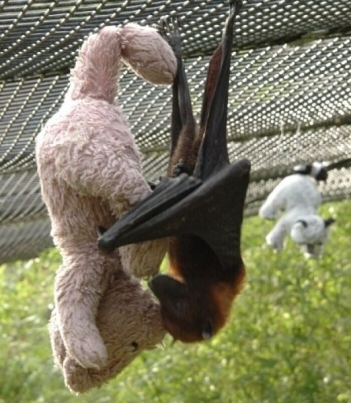 Bat enjoying a nap hanging upside down next to a stuffed animal, showcasing animals enjoying a nap in nature.