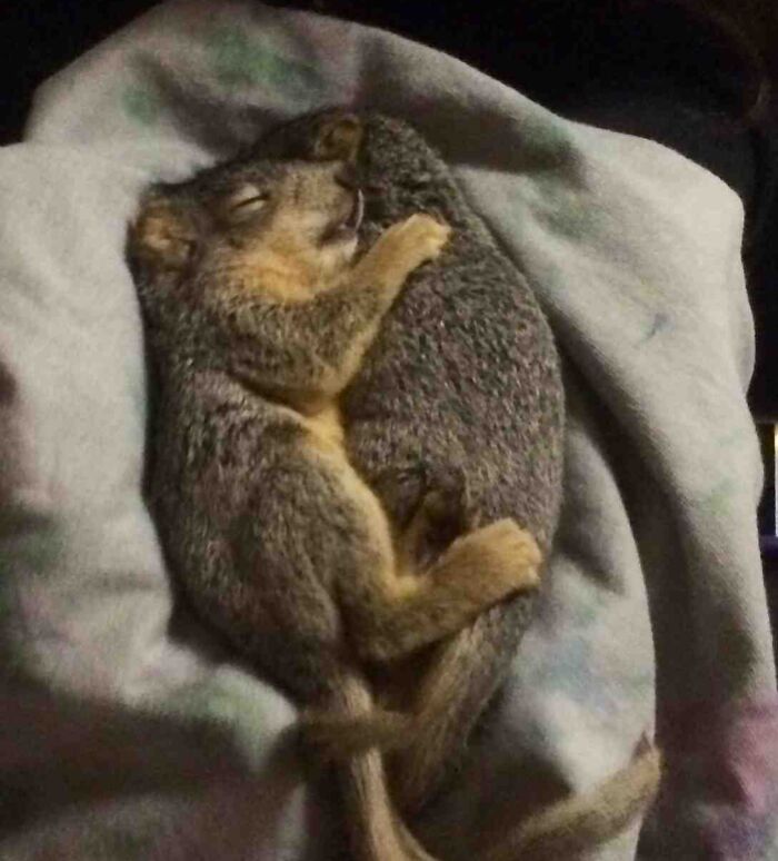 Two squirrels enjoying a nap while cuddling closely on a soft blanket, showcasing adorable animal relaxation.