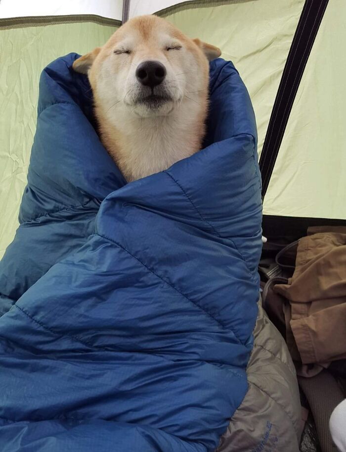 Shiba Inu wrapped in a blue sleeping bag, peacefully enjoying a nap inside a tent.