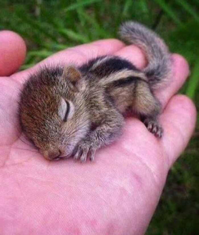Sleeping baby squirrel enjoying a nap, resting peacefully in a person's hand outdoors.