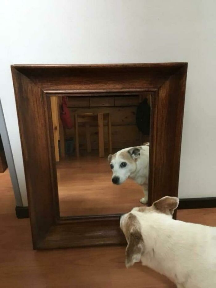 Dog looking at its reflection in a wooden framed mirror, an example of hilarious times people tried to sell a mirror.