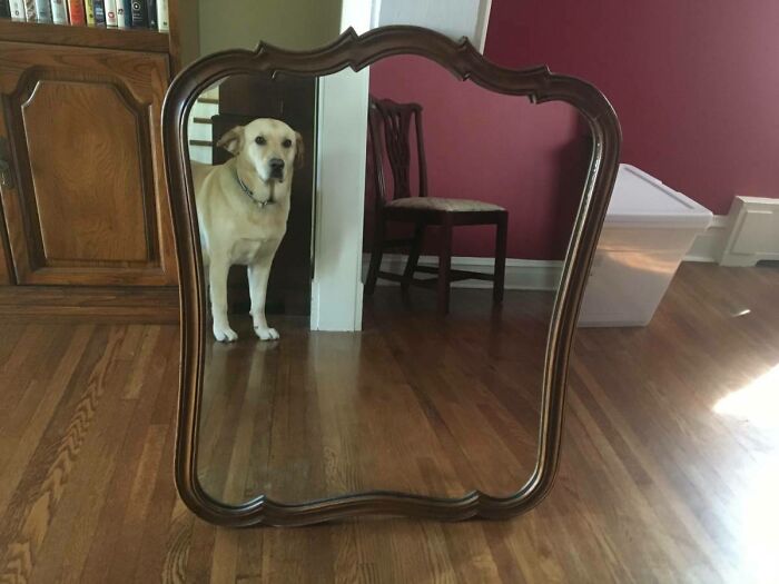 Antique wooden mirror reflecting a dog standing near a chair and a storage bin on a hardwood floor.